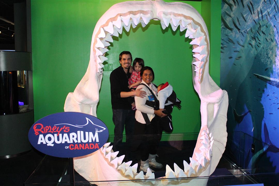 Ripley’s Aquarium of Canada with a Toddler