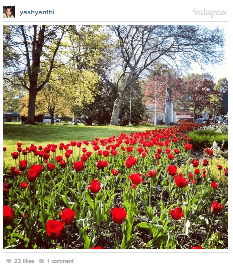 tulips niagara falls