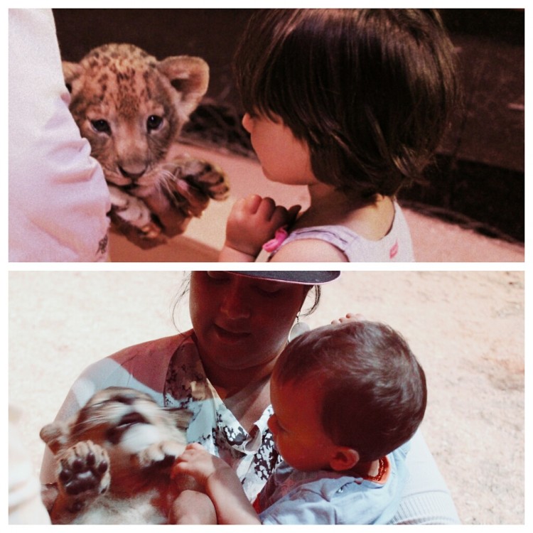 playing with lion cubs