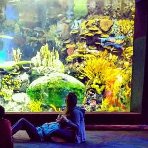 sleepover aquarium