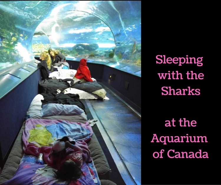 sleepover at toronto aquarium