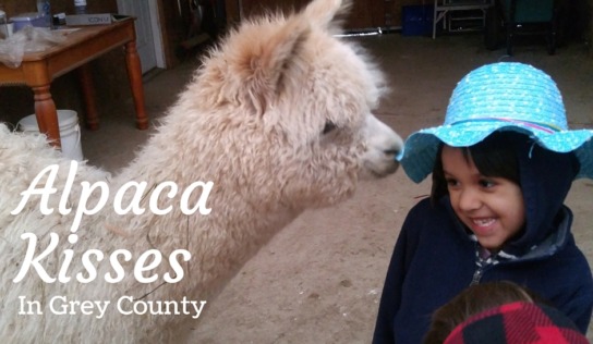 Hanging with Alpacas and Adventures at Scenic Caves