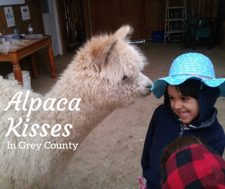 alpaca with kids, ontario alpacs