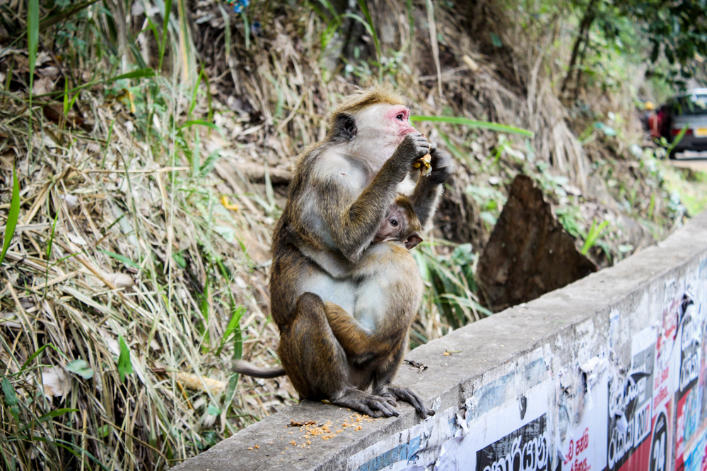 Hungry Monkey in Badulla