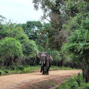 sri lanka elephants