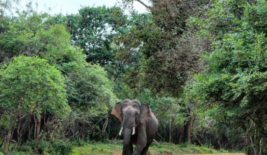 Following the Elephants in Sri Lanka
