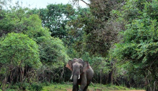 Following the Elephants in Sri Lanka