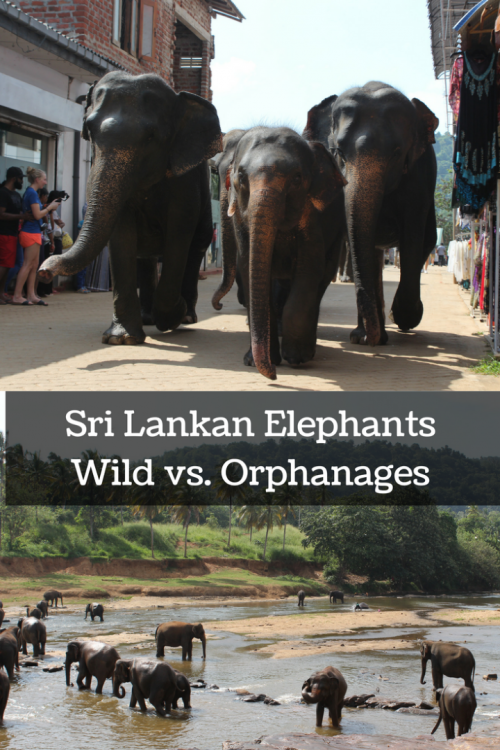 elephants in sri lanka
