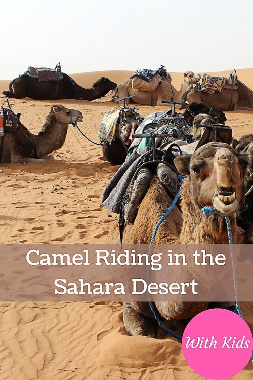 camel sahara desert