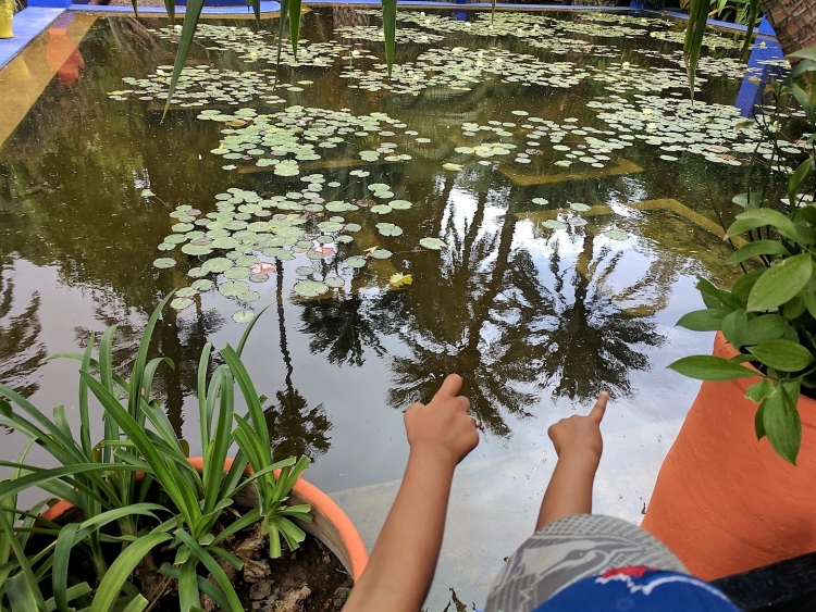 Jardin Majorelle