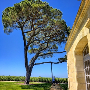 Bordeaux wine tour with kids