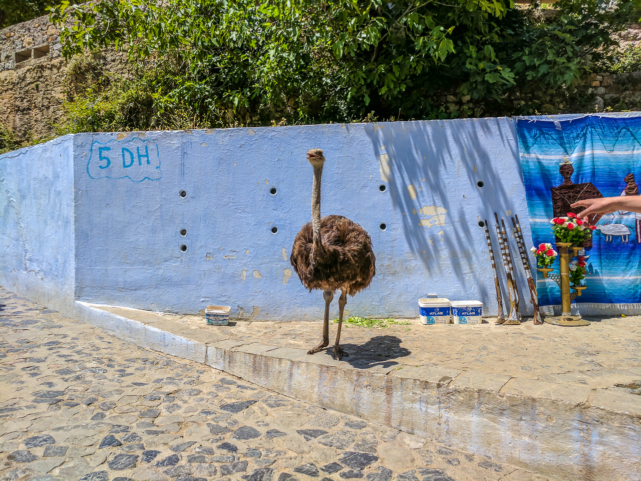 Chefchaouen Ostrich