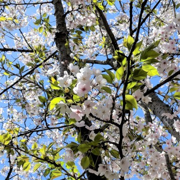 Things to do in Toronto with Kids : High Park