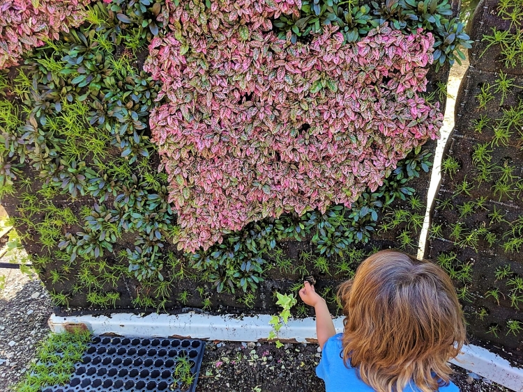Mosaïculture with Kids