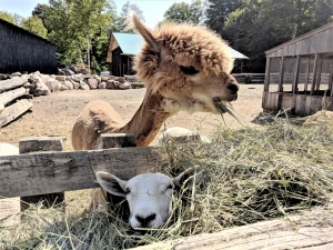 alpacas ontario