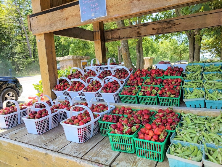 Ontario fruit