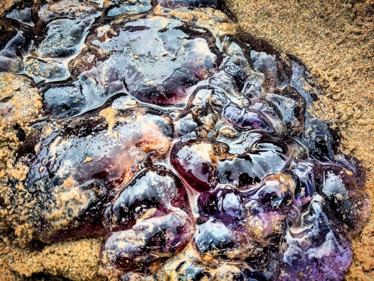 cape breton jelly fish