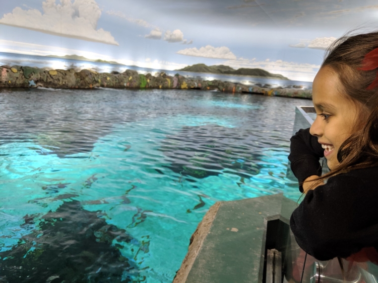 Aquarium Canada Toronto Shark