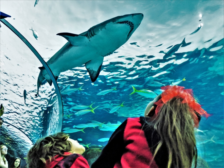 Shark at Aquarium of Canada 