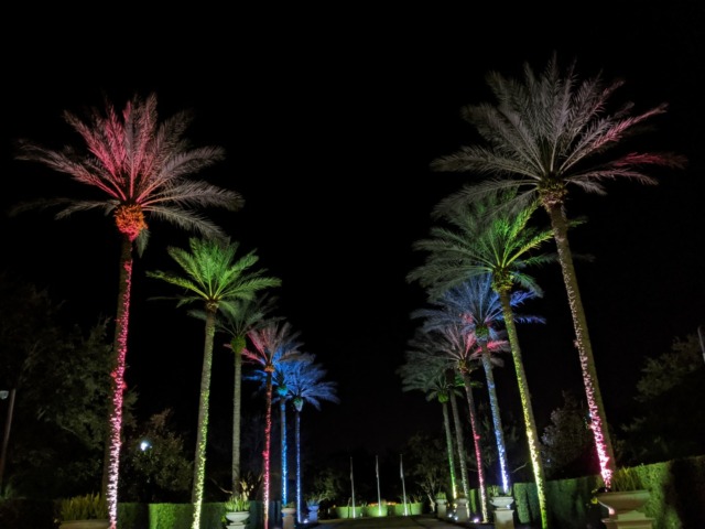 Palm trees in Kissimmee