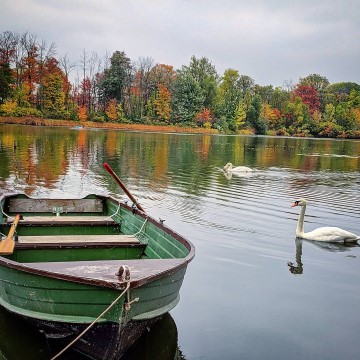 green boat and white swan in Lake with fall coloured trees in the background in Stratford Ontario