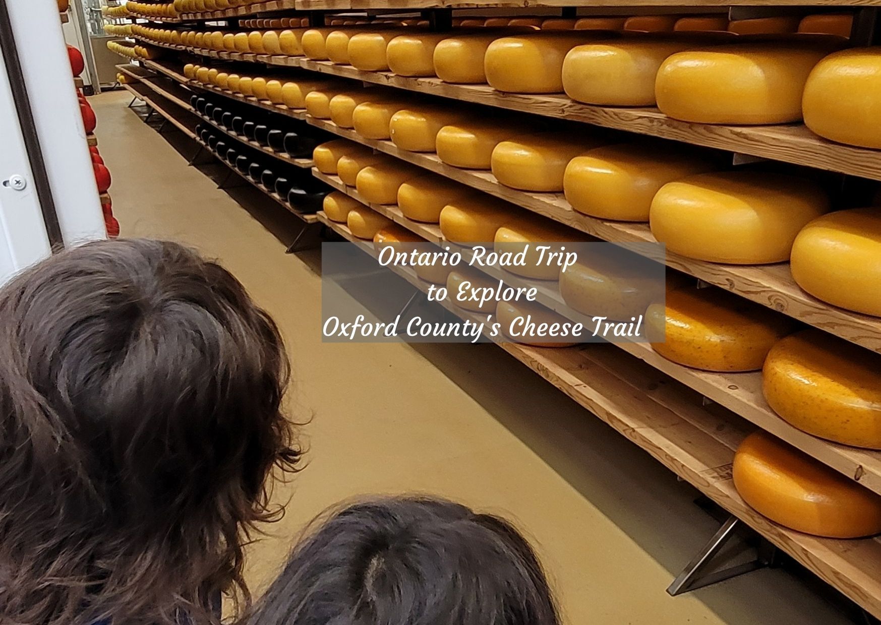 children looking at cheese room filled with cheese wheels in Oxford county