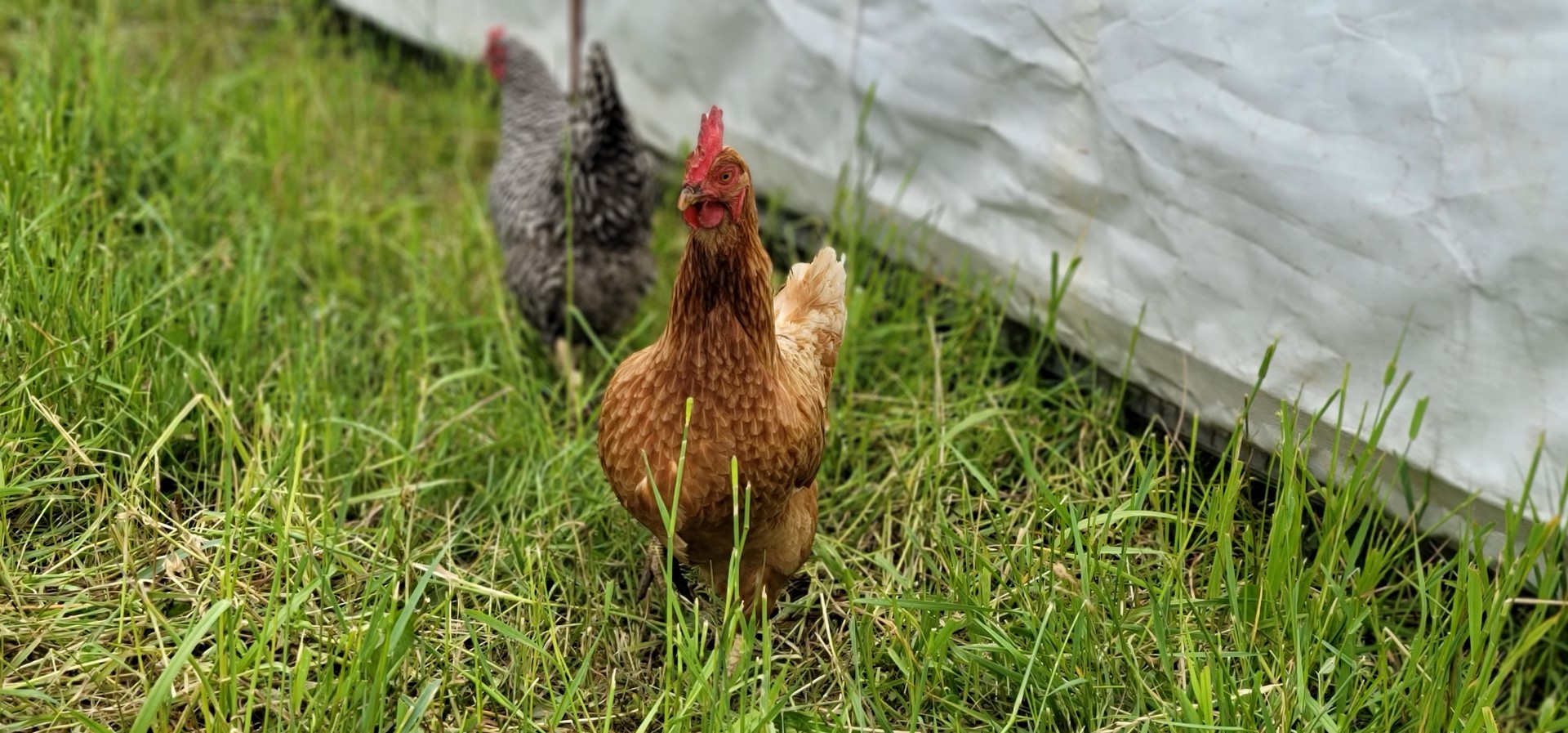 chickens in the green grass