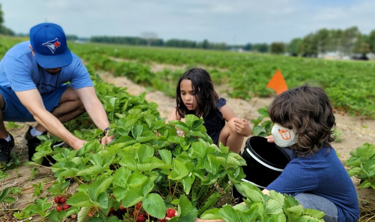 family picking strawberries