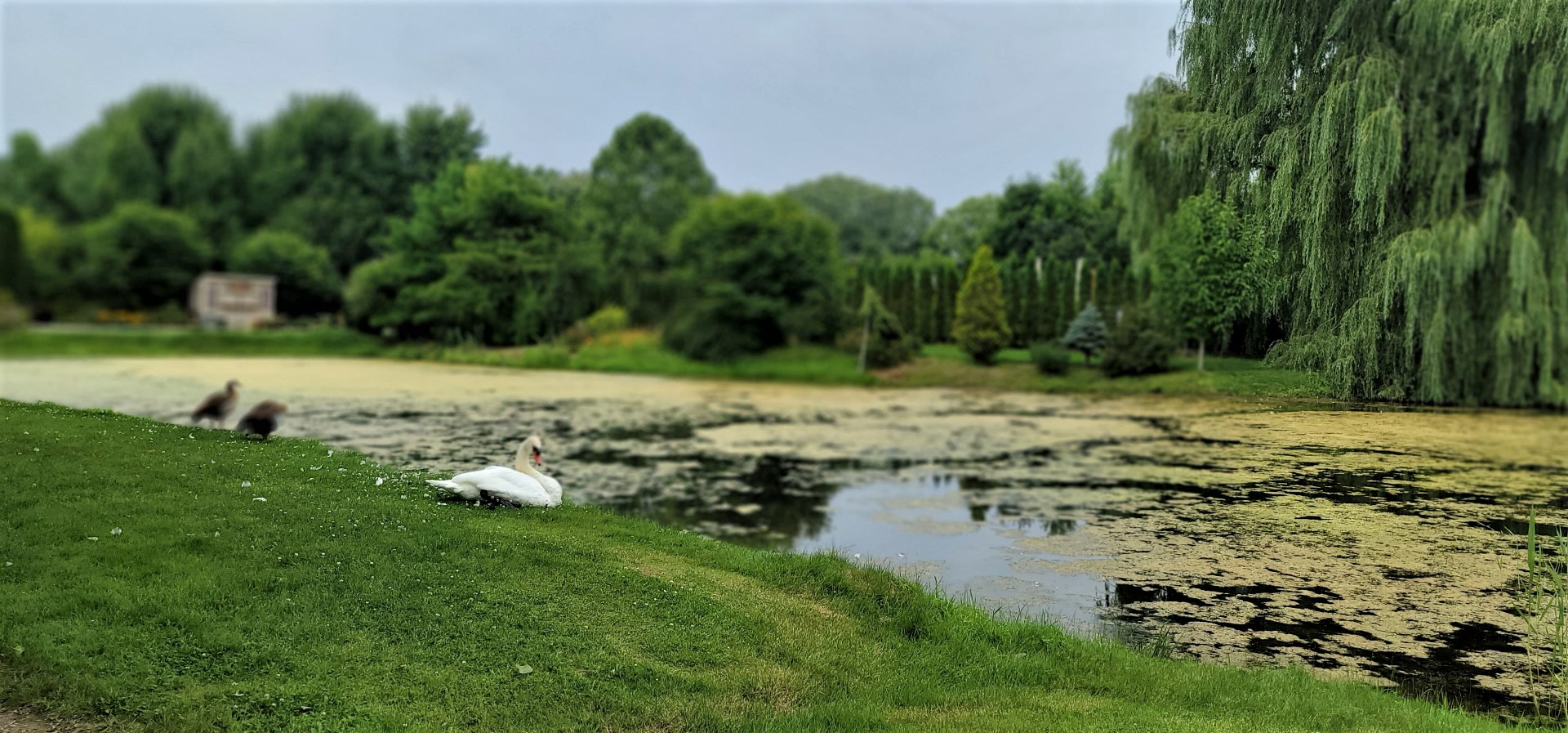 English swan in Ontario's whistling gardens