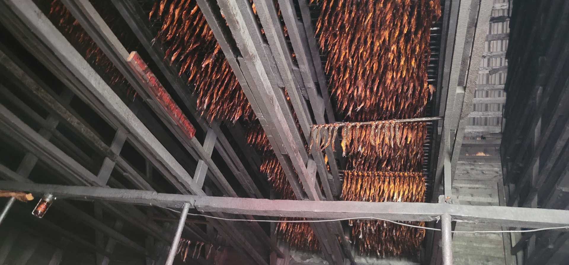 Herring being dried in a smokehouse