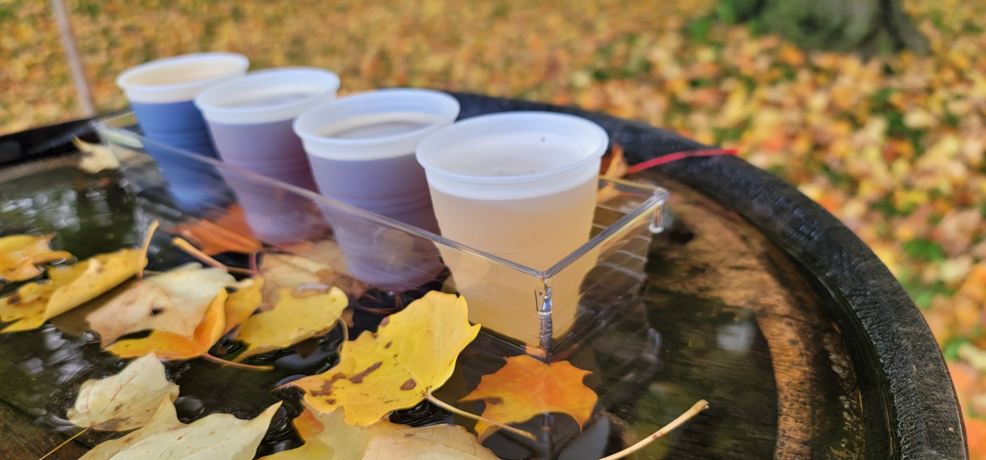 beer cups with fall leaves