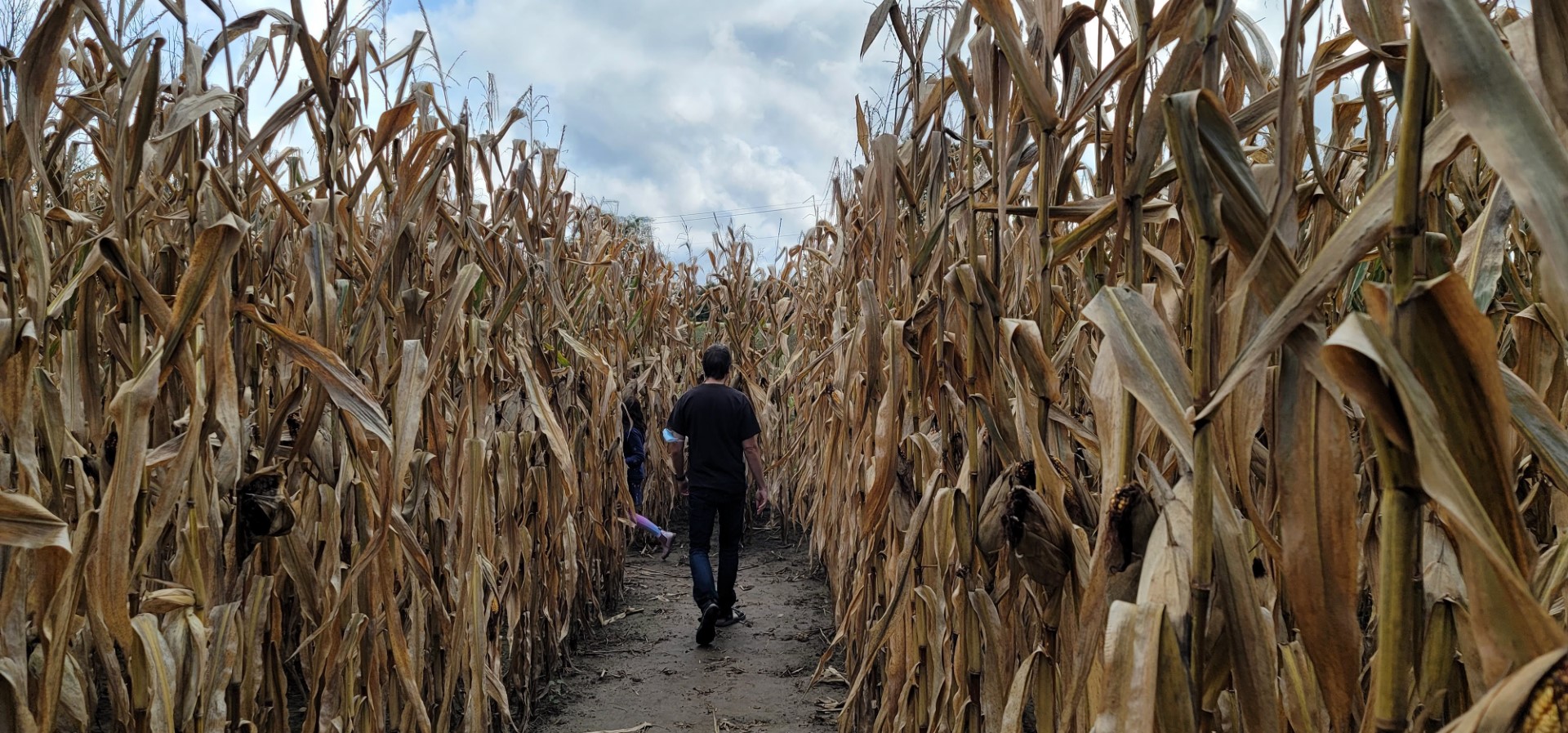 person walking through corn maze
