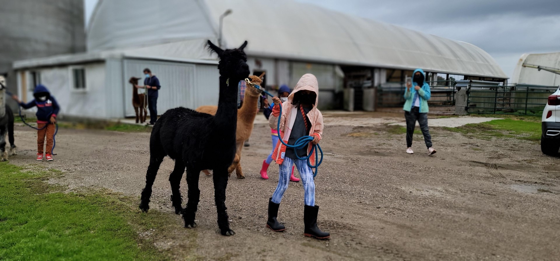 child in pink hoodie guiding black alpaca