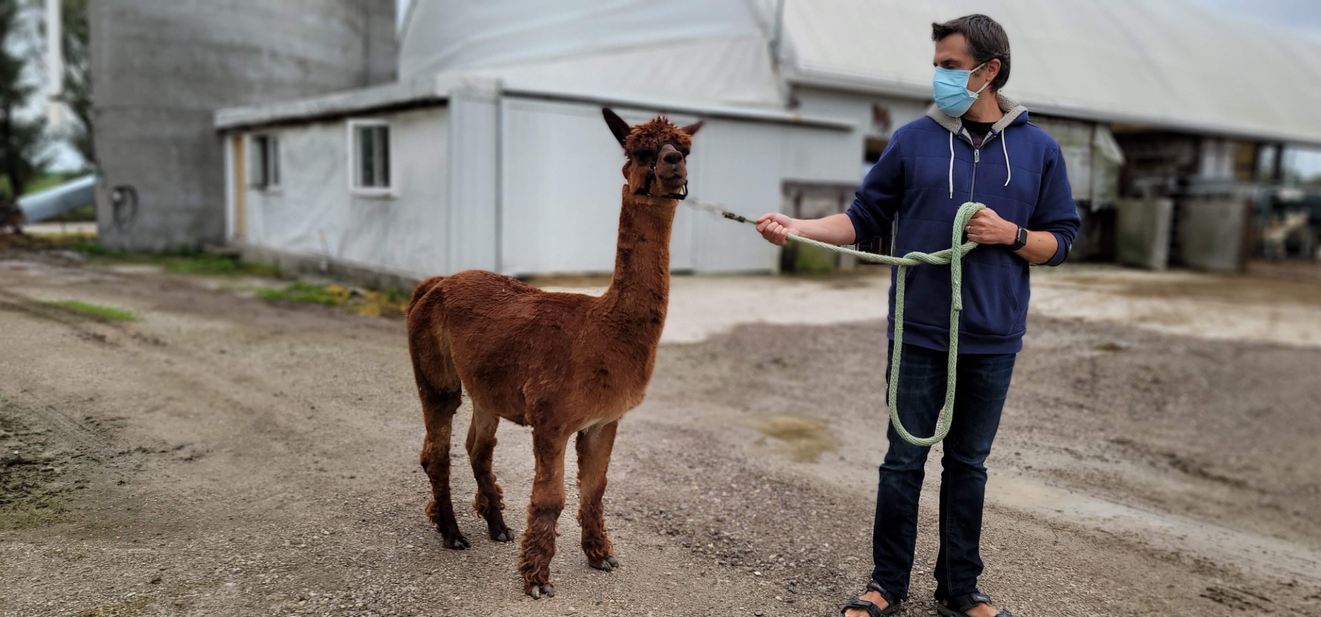 masked person guiding alpaca