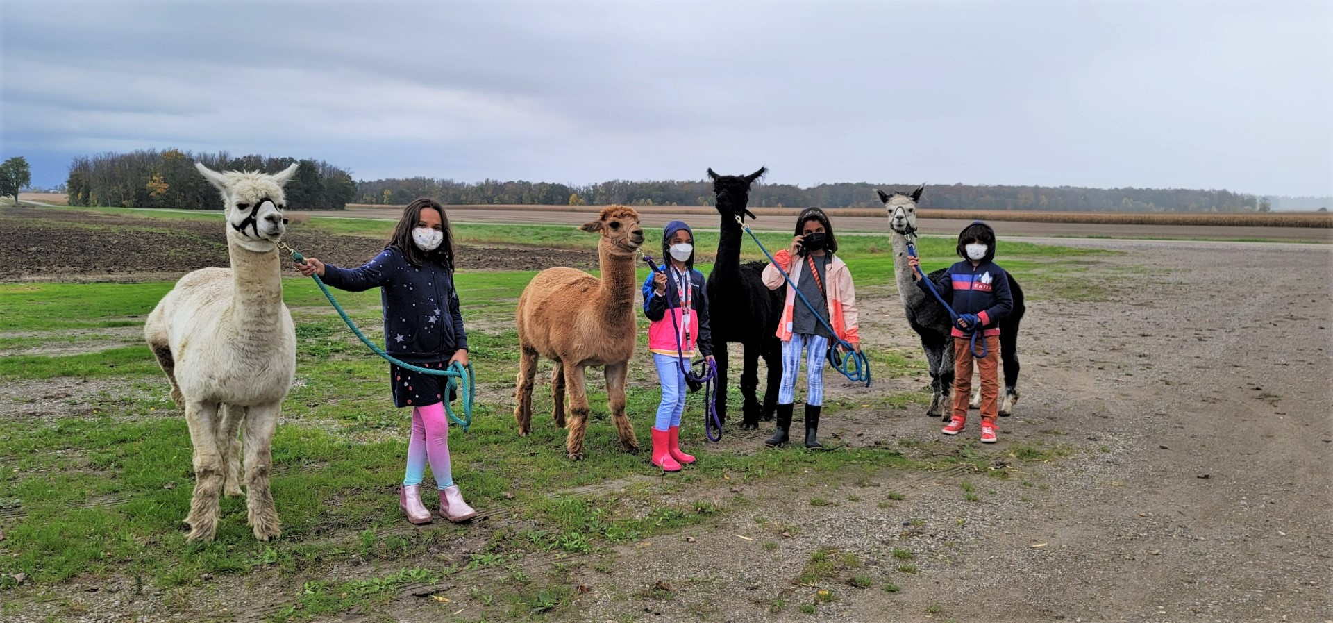 kids with alpacas in Perth County