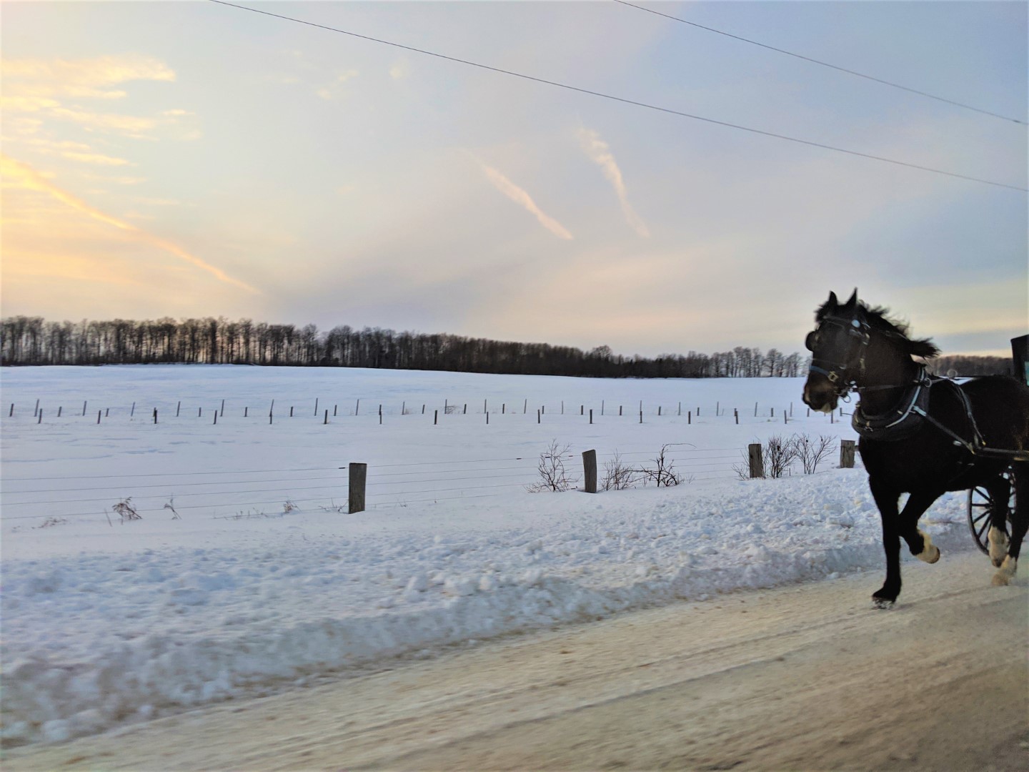 black horse trotting through snowy vineyards