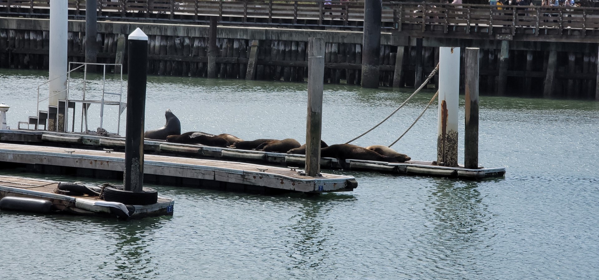 San Francisco Sea Lions lounging at Pier 39