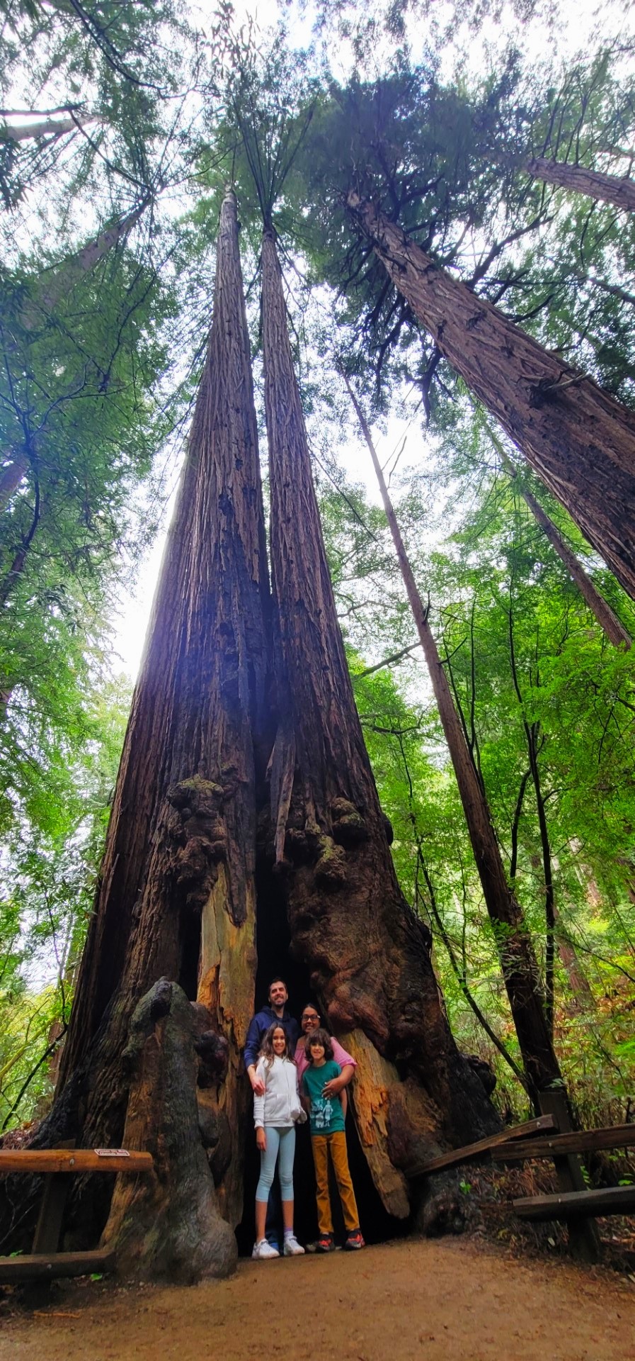 Murphys standing inside redwood tree on California Road trip