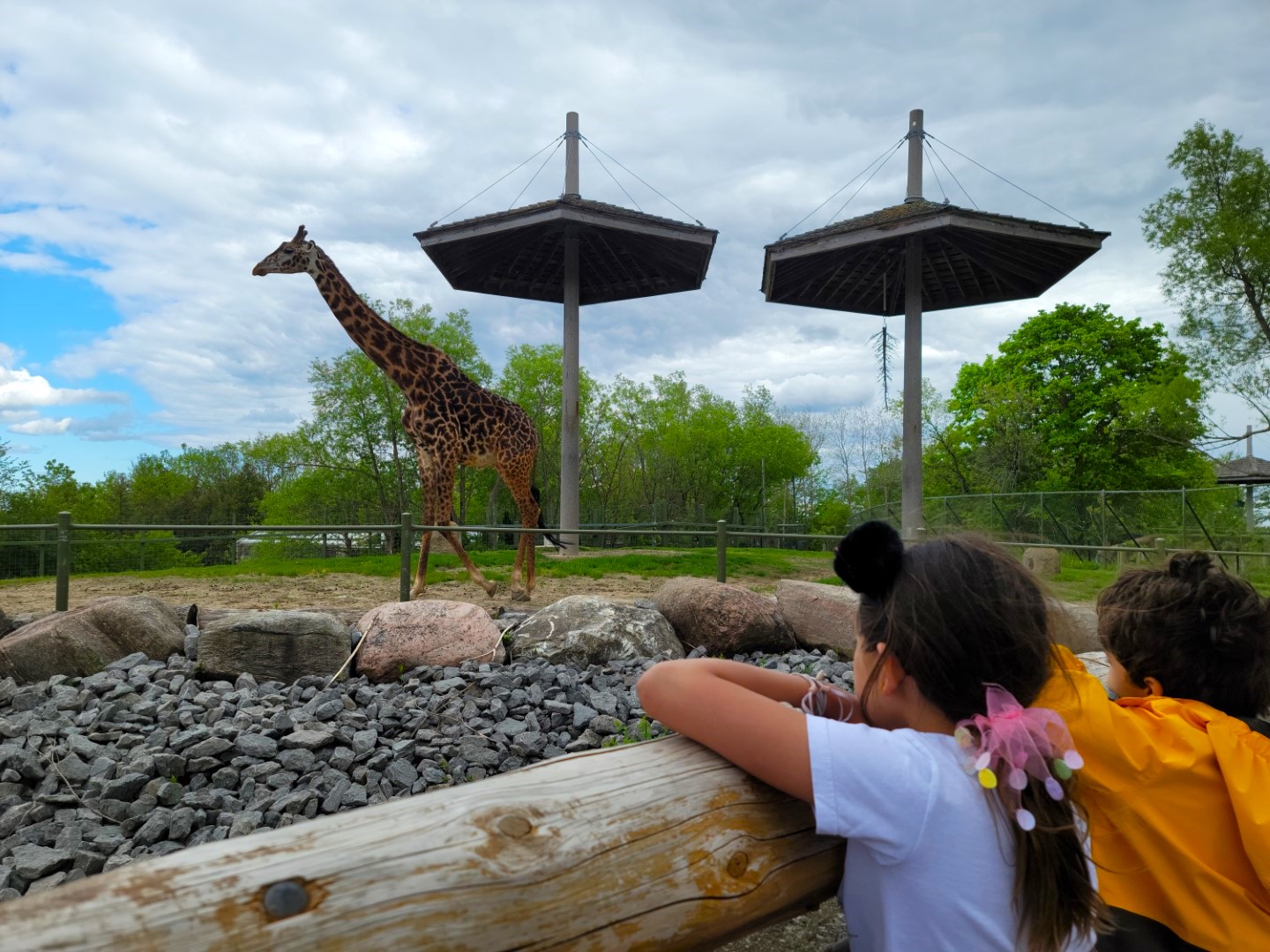 Kids looking at Giraffe at Toronto Zoo