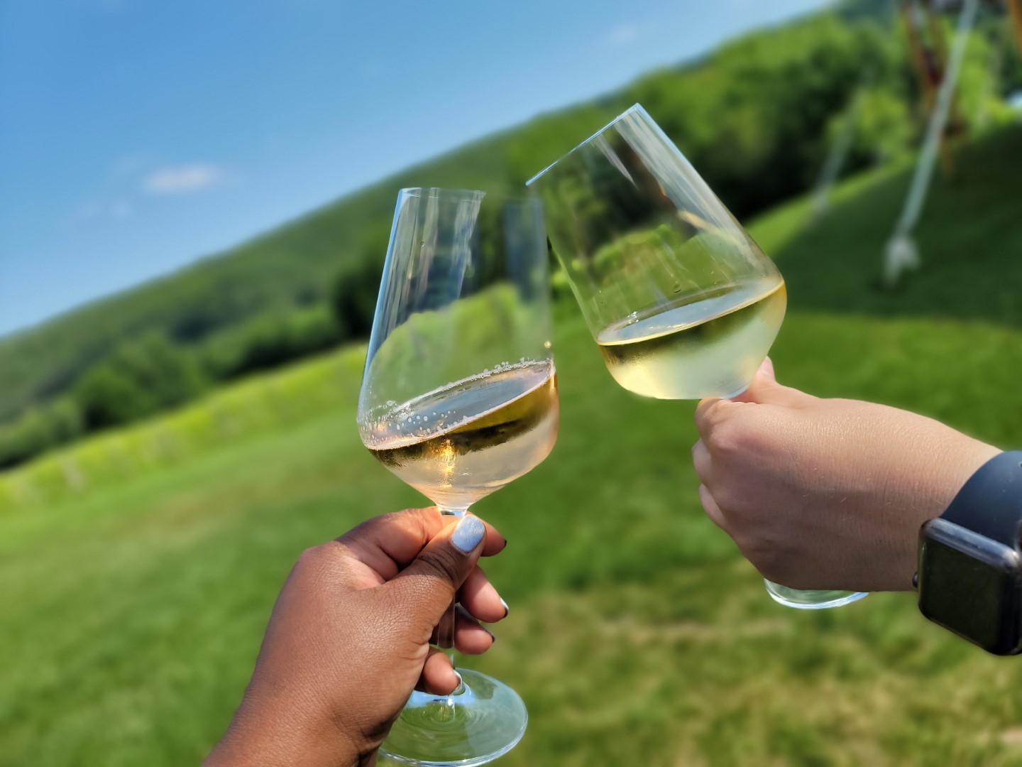 wine glasses with two hands in a vineyard