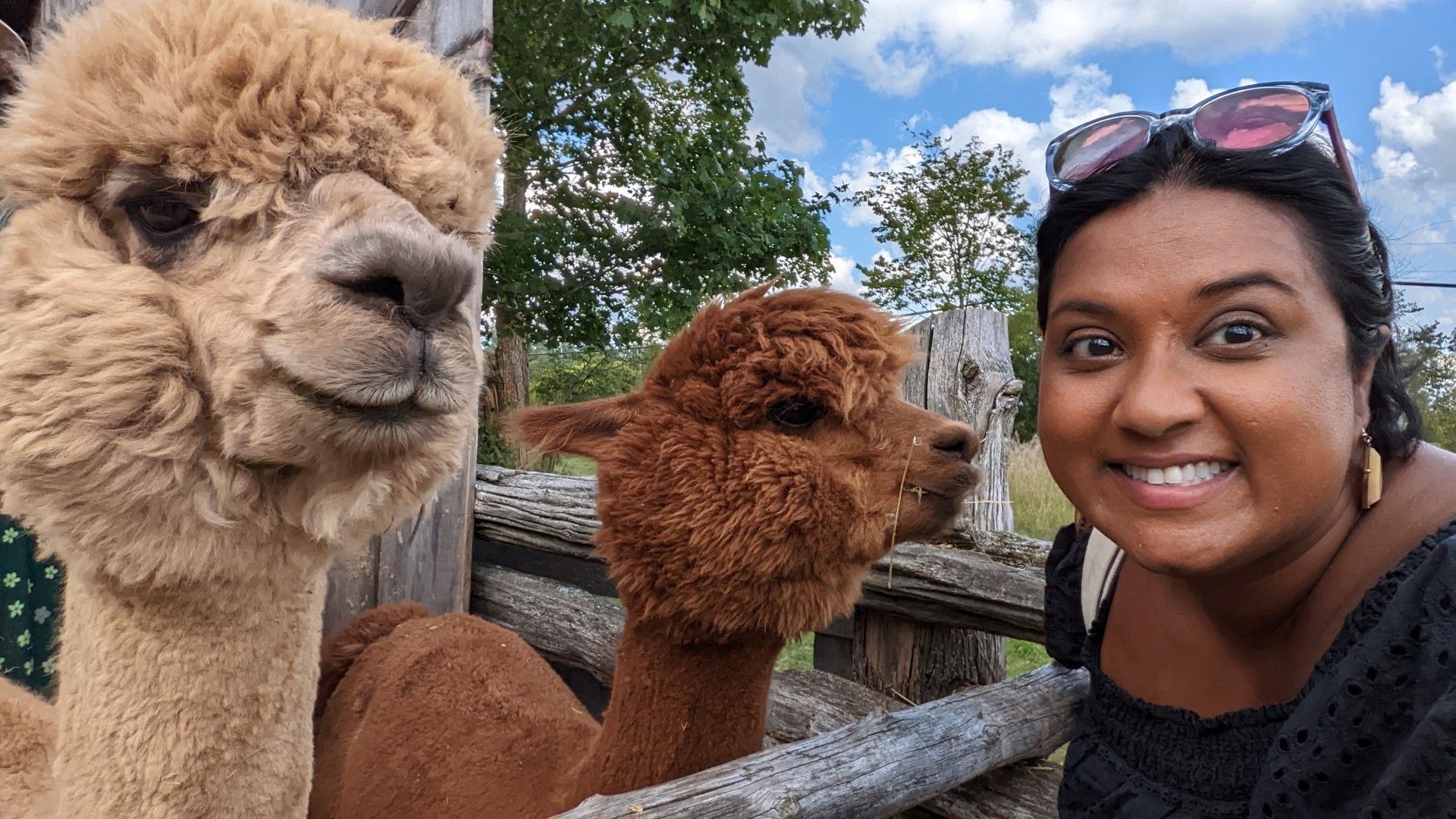 Yashy with two Alpacas in Peterborough
