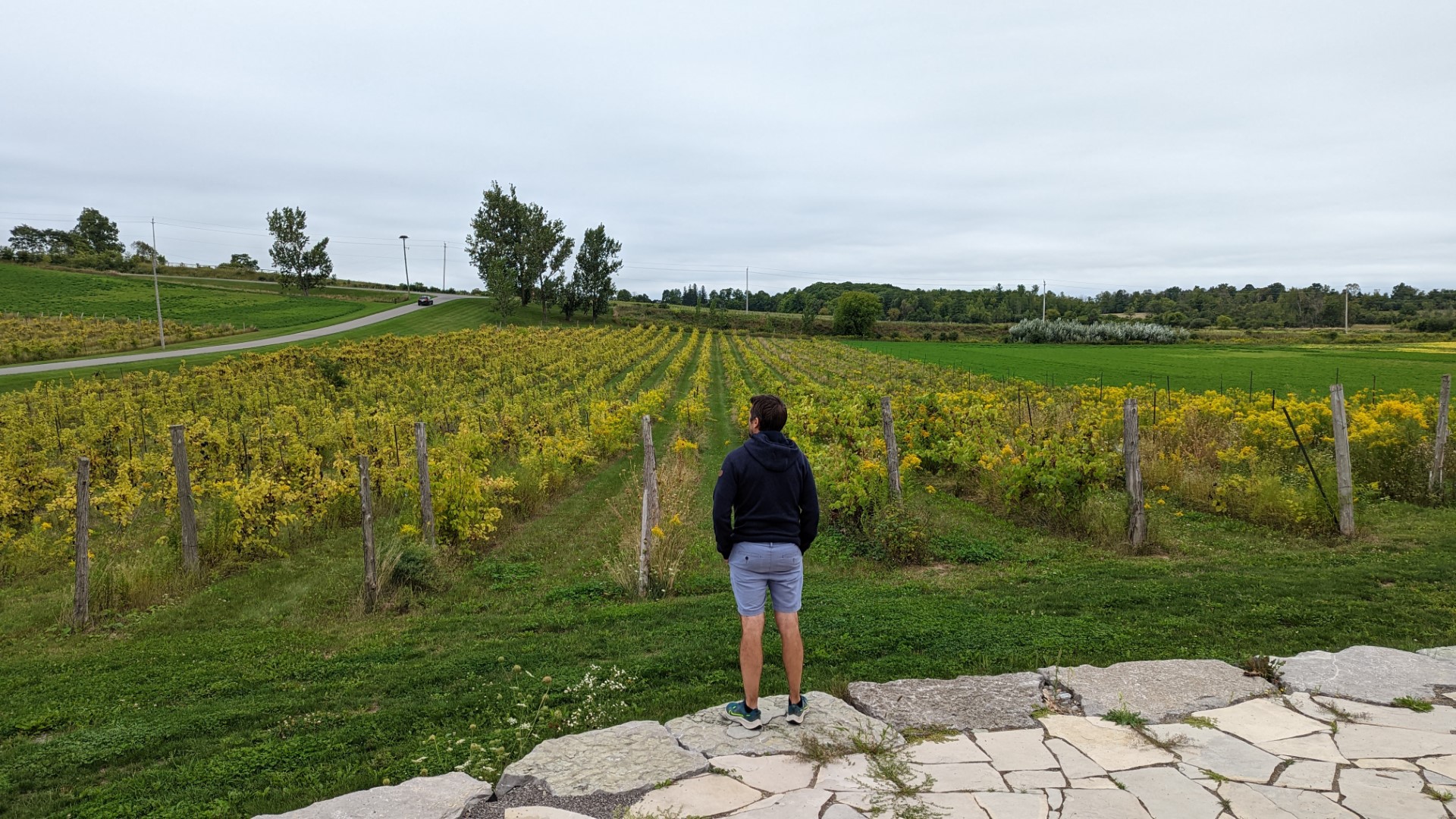 Person looking over Kawartha vineyard