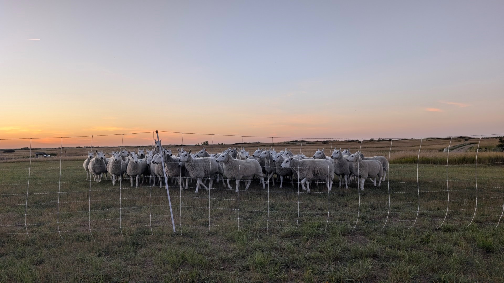 Sheep in Saskatoon fields at sunset