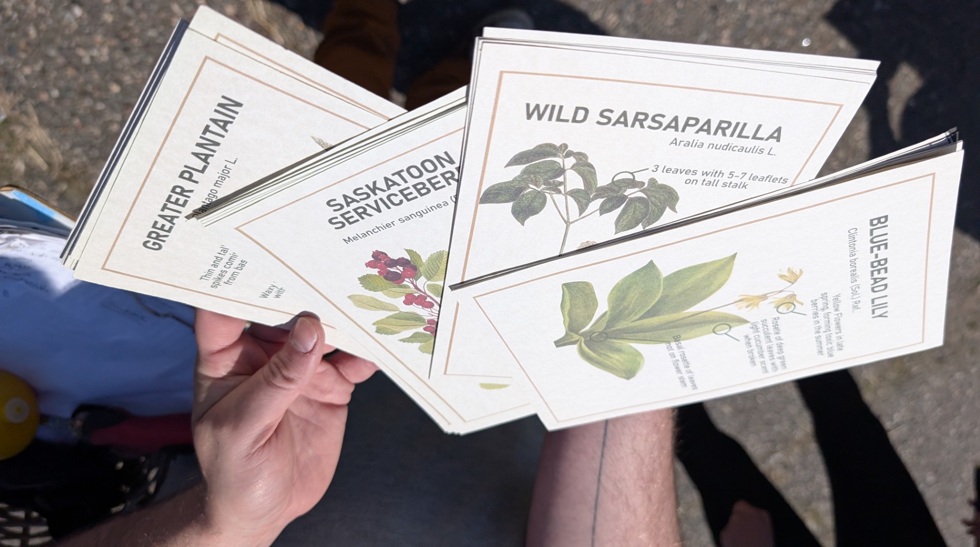 Thunder bay edible plants