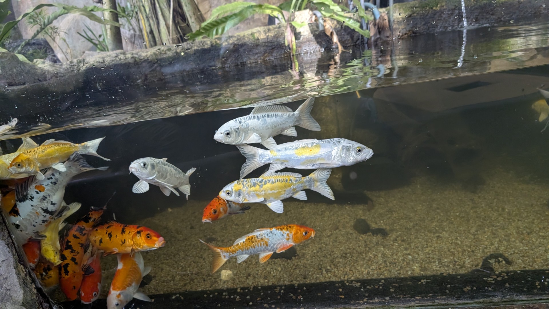 fish at Colombo aquarium