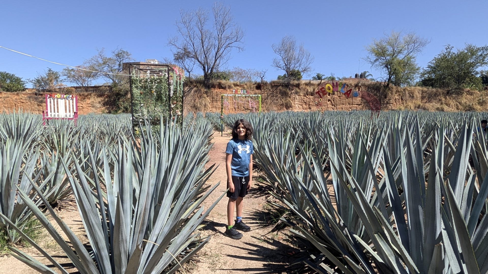 kid in agave field