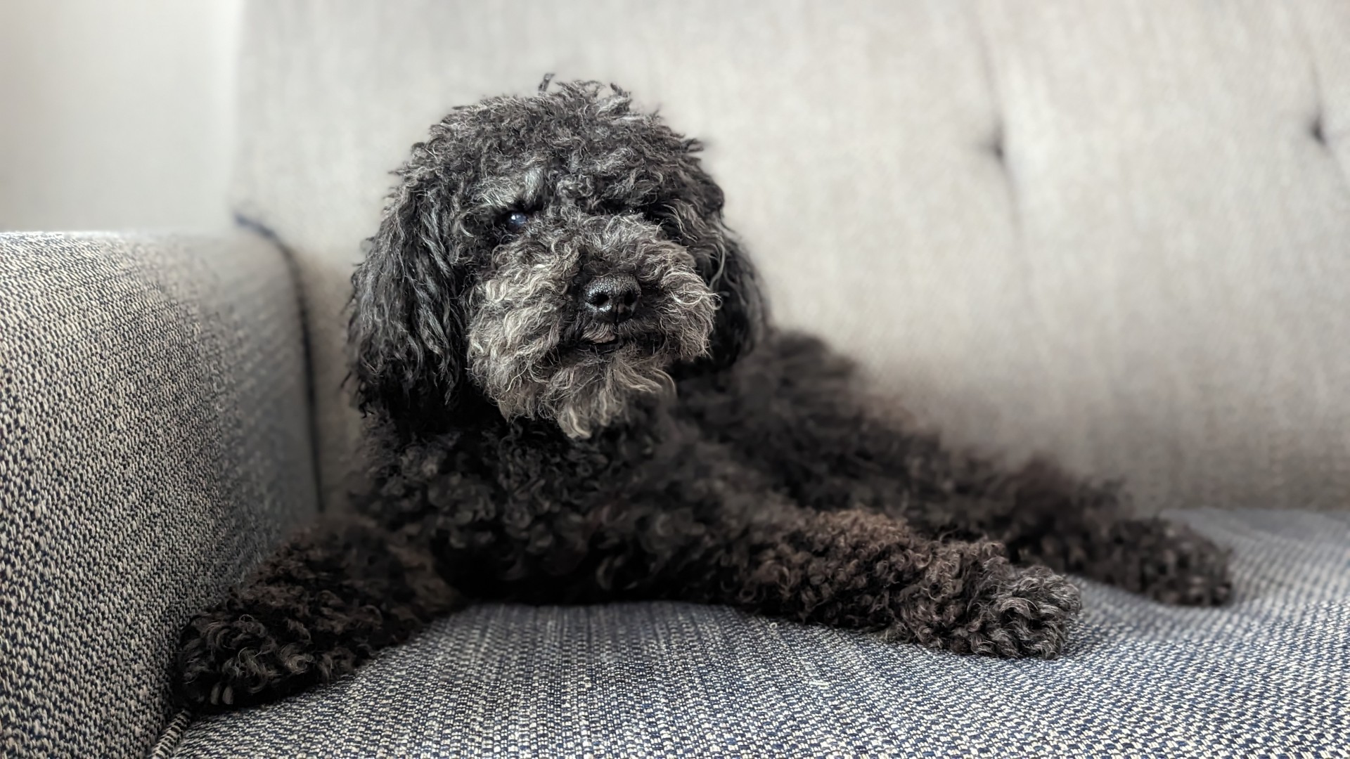 dog at the Chelsea Toronto Hotel 
